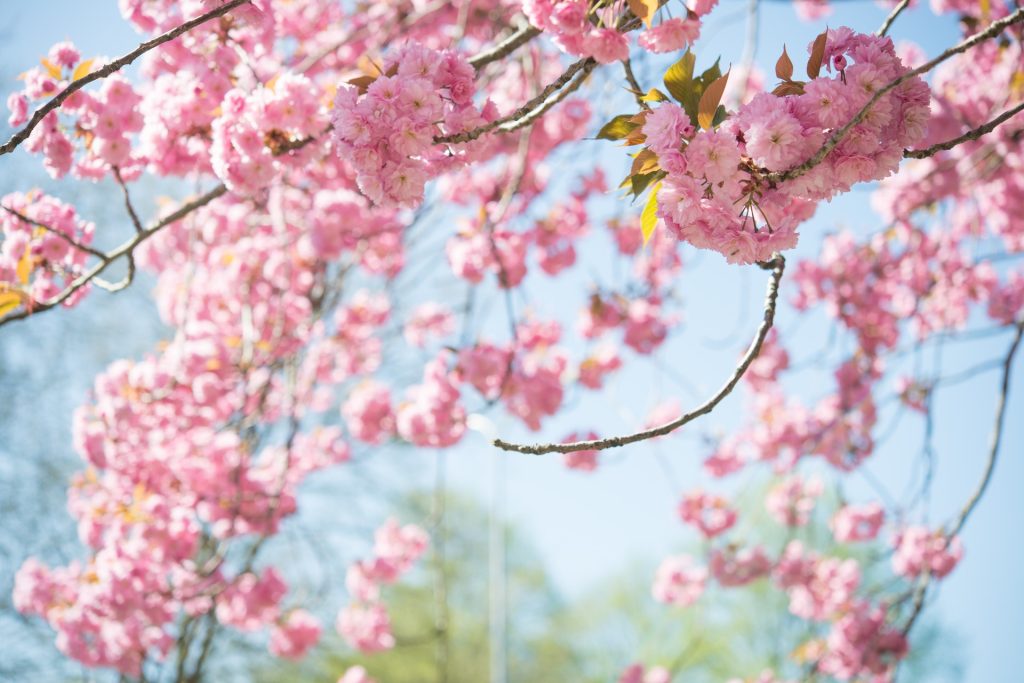 Pink Spring Tree blossoming