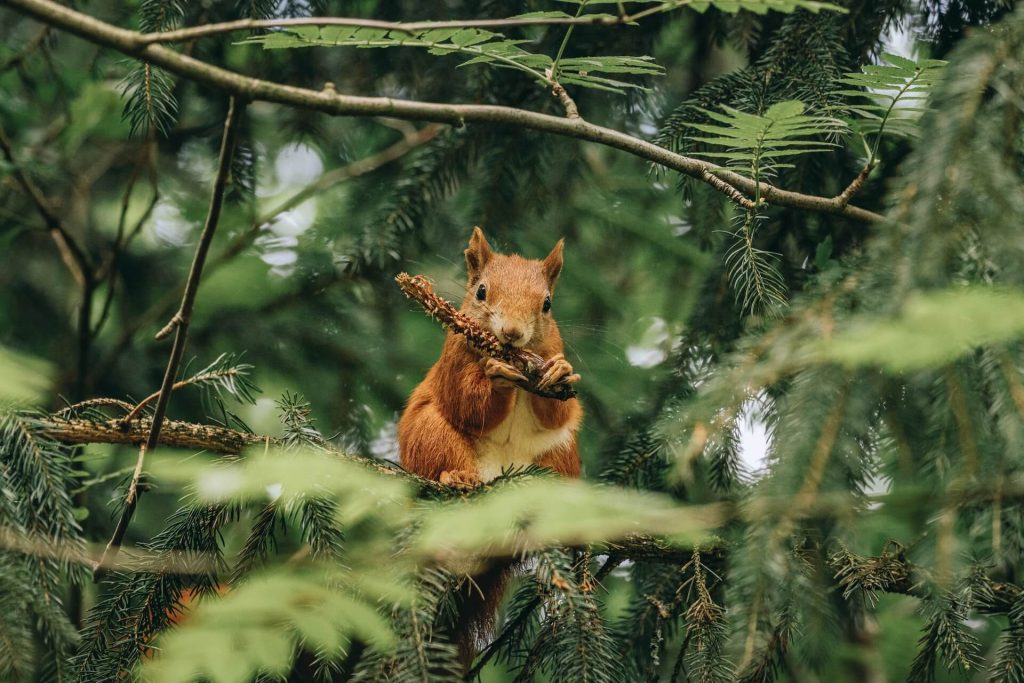Squirrel eating on a tree