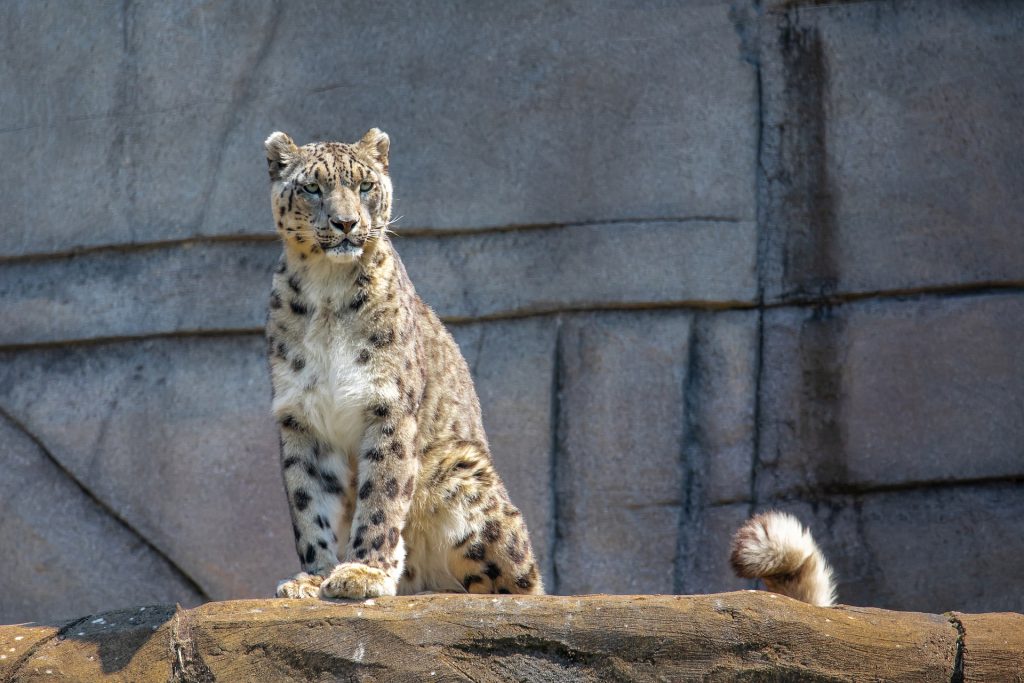 A snow leopard at the zoo.